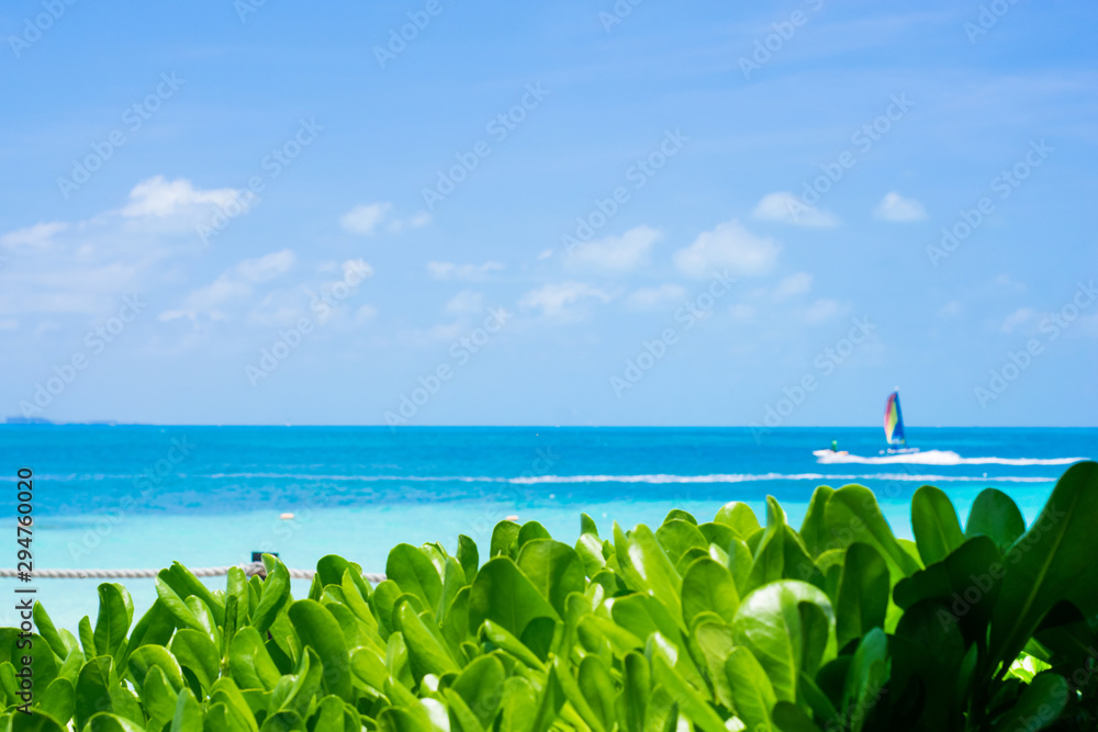 Vegetation in Cancun beach