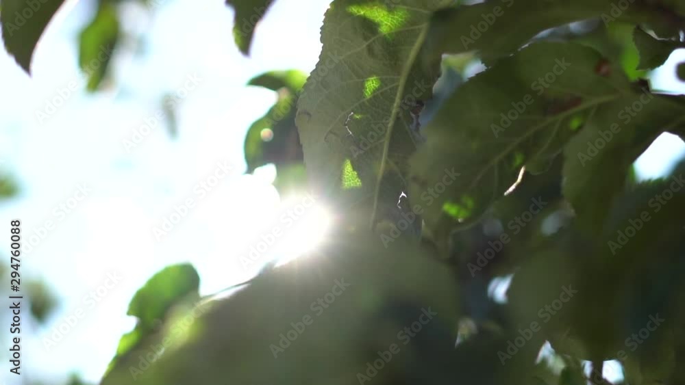 Nature background. Beautiful Sun shine through the blowing on wind tree green leaves. Blurred abstract bokeh with sun flare. Sunlight. Sunflare. Slow motion, HD Nature background. Beautiful Sun shine through the blowing on wind tree green leaves. Blurred abstract bokeh with sun flare. Sunlight. Sunflare. Slow motion, HD