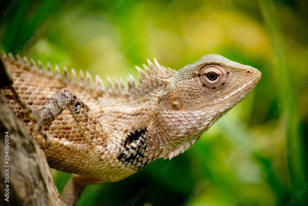 Obraz premium lizard on tree
