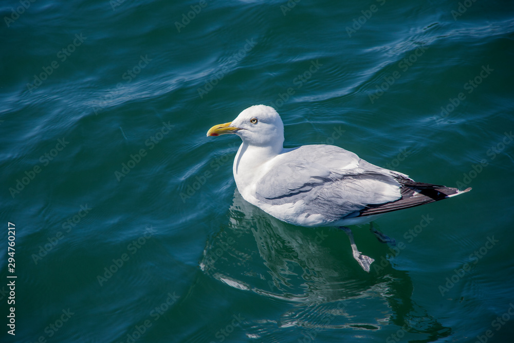 Herring sea gull wimming in the blue ocean waters Herring sea gull wimming in the blue ocean waters