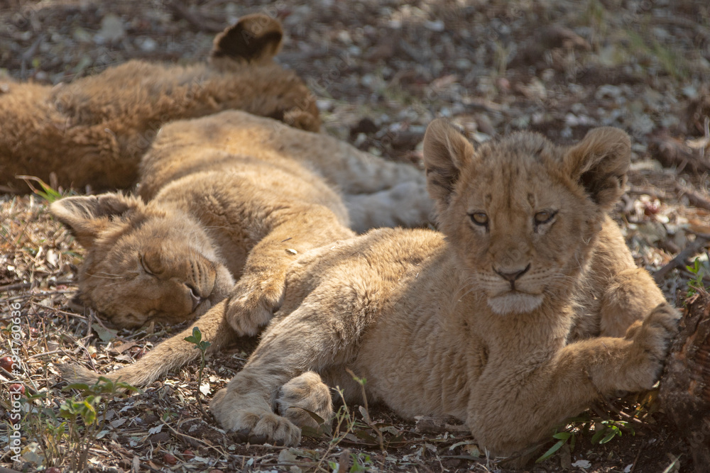 Fototapeta premium Three Baby Lion cubs in Kruger National Park in South Africa