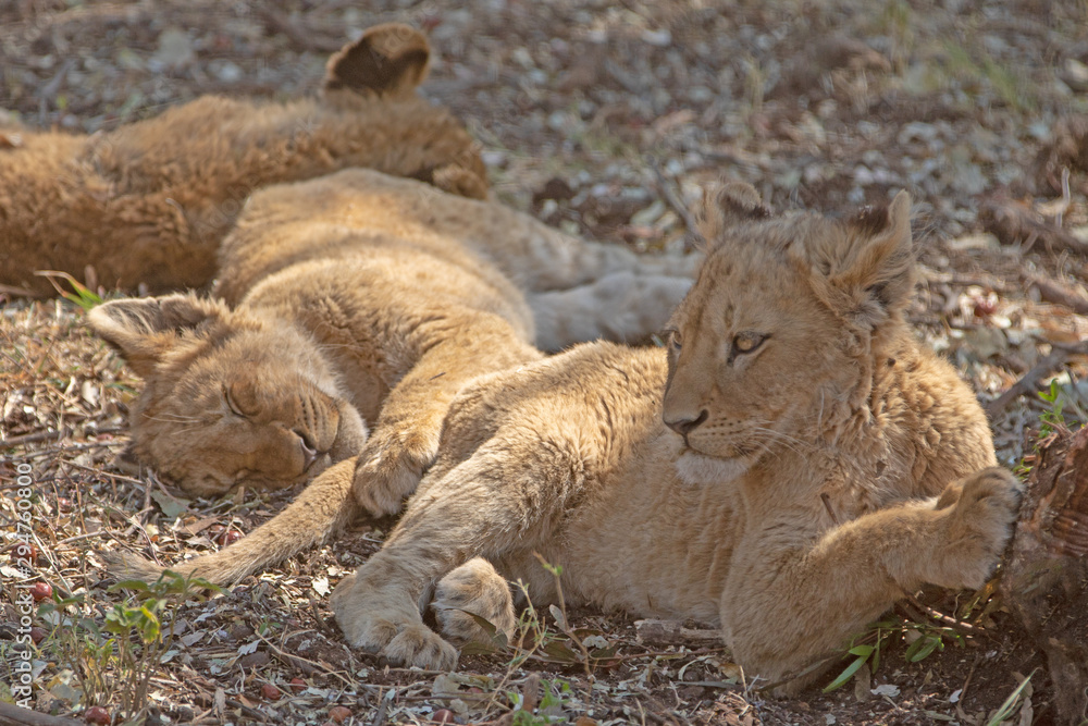 Fototapeta premium Three Baby Lion cubs in Kruger National Park in South Africa