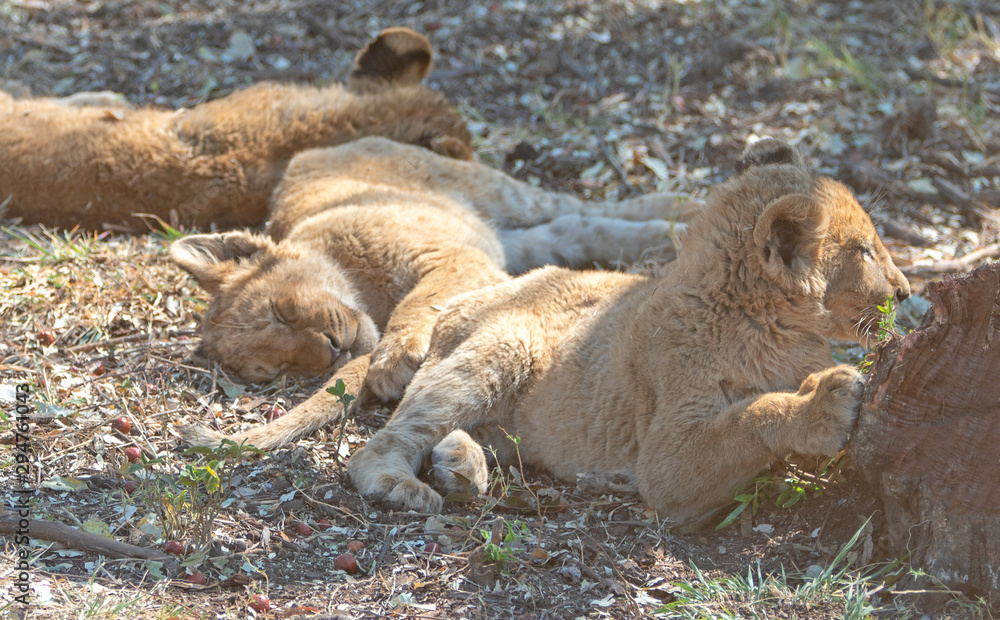 Three Baby Lion cubs in Kruger National Park in South Africa Three Baby Lion cubs in Kruger National Park in South Africa