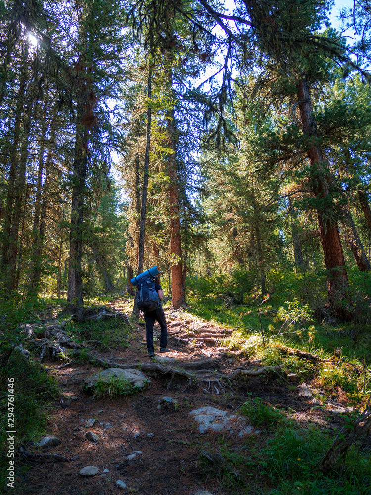 Tourist with a backpack climbs the path of the roots of trees.