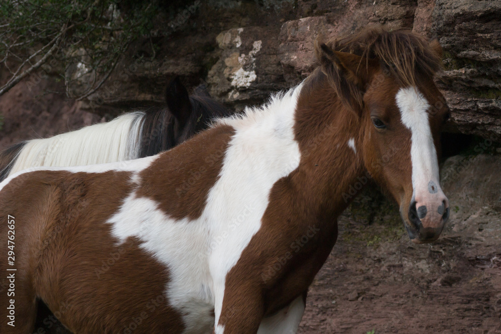 Obraz premium Pottok