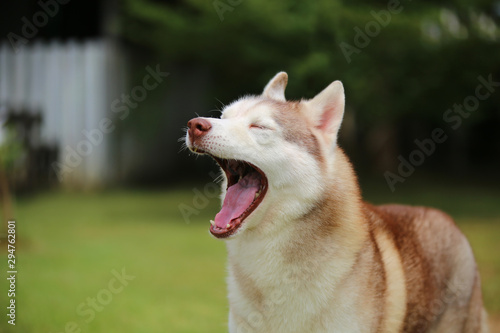 Siberian Husky light red and white colors yawning in the park. Dog yawning portrait. © Wasitt