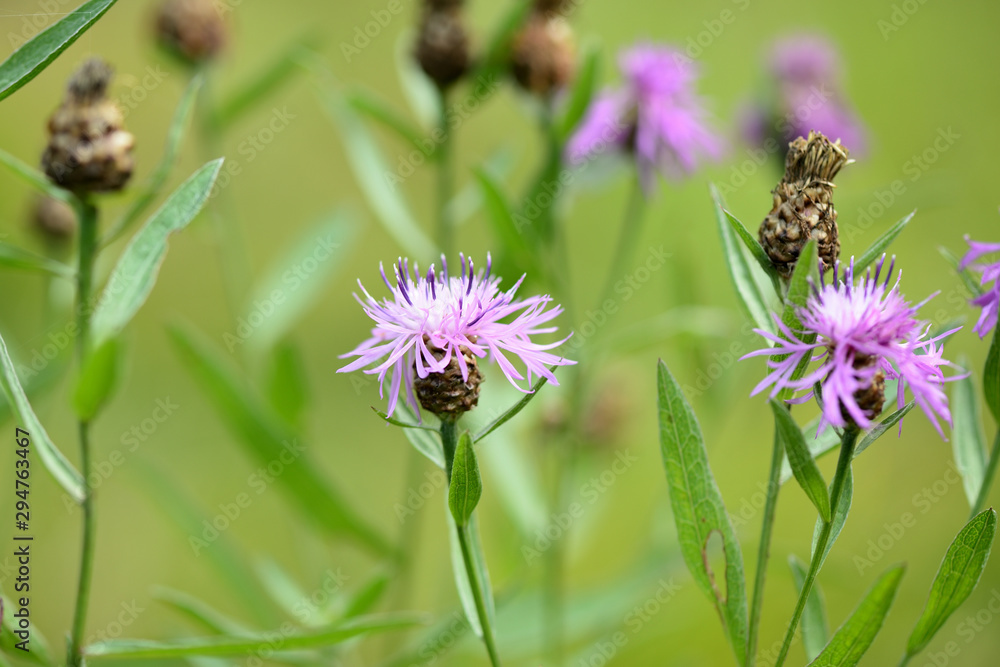 Meadow сornflower (Centaurea jacea) in a summer meadow on a sunny day close-up Meadow сornflower (Centaurea jacea) in a summer meadow on a sunny day close-up
