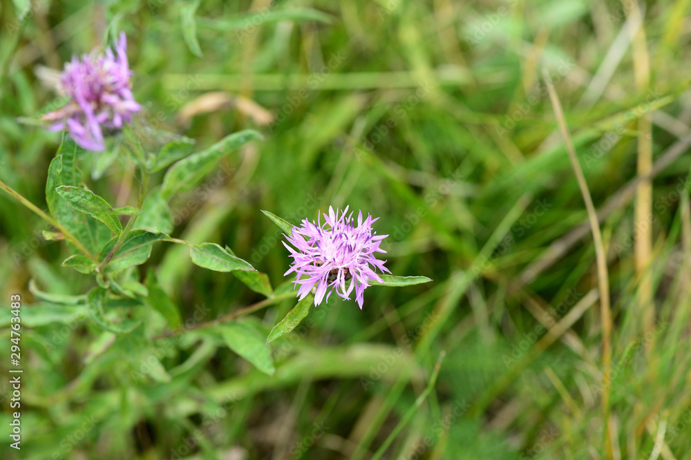 Meadow сornflower (Centaurea jacea) in a summer meadow on a sunny day close-up Meadow сornflower (Centaurea jacea) in a summer meadow on a sunny day close-up