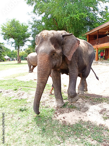 Animal in A Zoo Thaoland