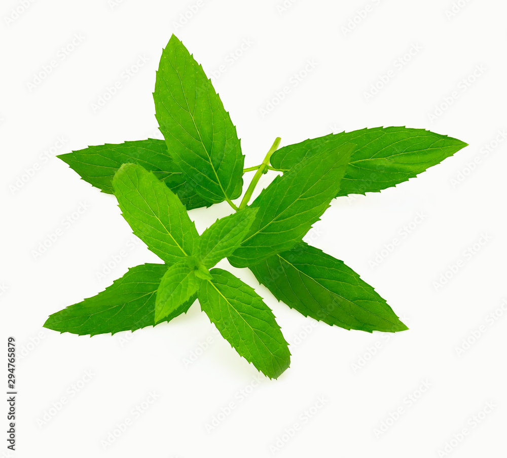 fresh mint leaves isolated on white background fresh mint leaves isolated on white background