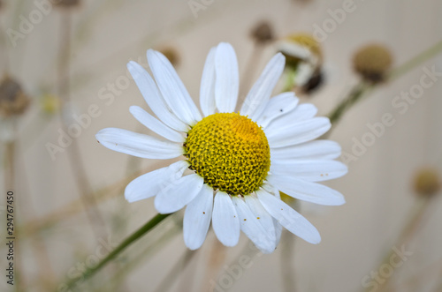 Girasol 2