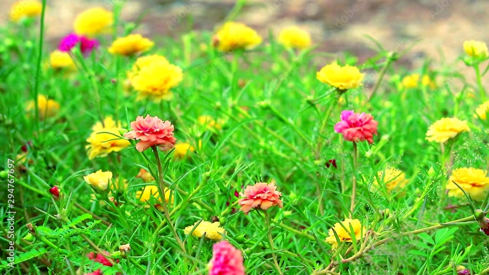 Purslane, Rose mose, Sun plant pink rose yellow flower blooming in the garden Purslane, Rose mose, Sun plant pink rose yellow flower blooming in the garden