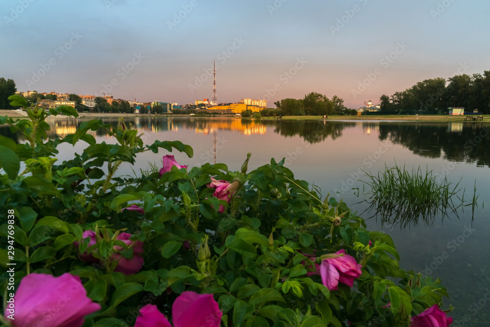 Rosehip blooms on the bank of the Angara River in Irkutsk