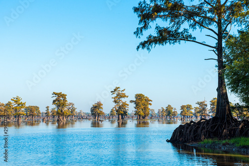 The Bayous in Louisiana in the early Morning, USA Fototapet
