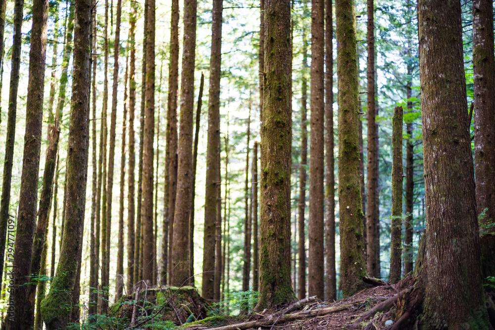 Forest Forest
