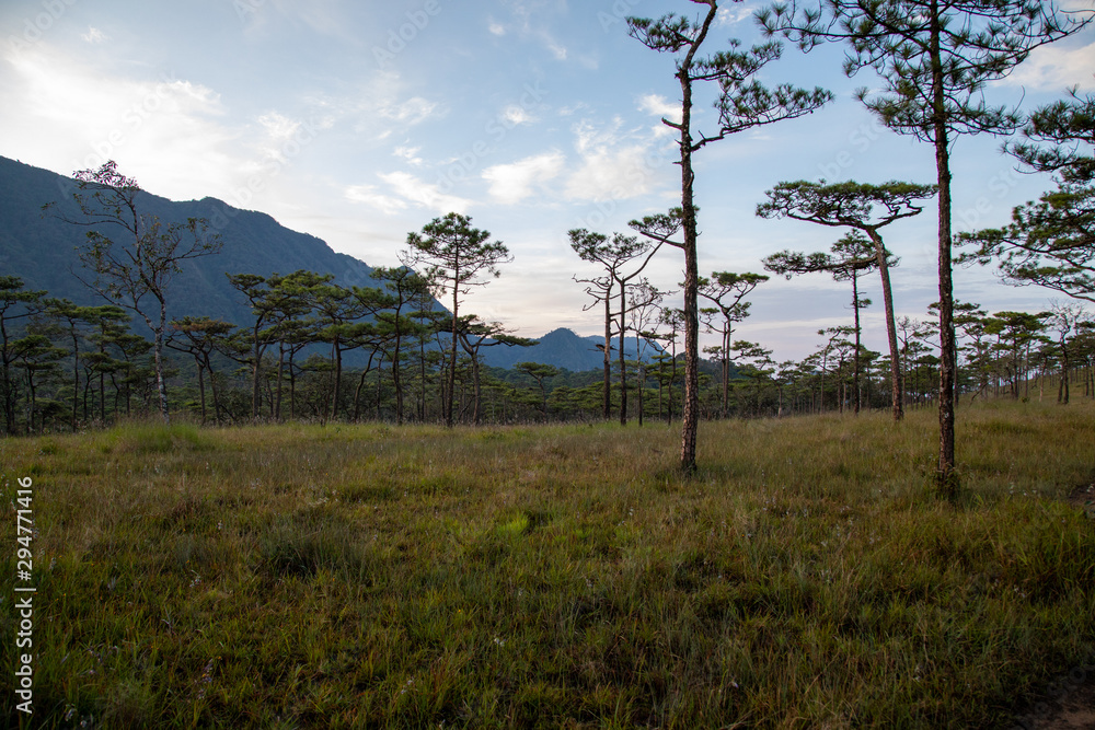 Fototapeta premium trees in the forest