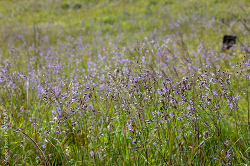 field of wild flowers