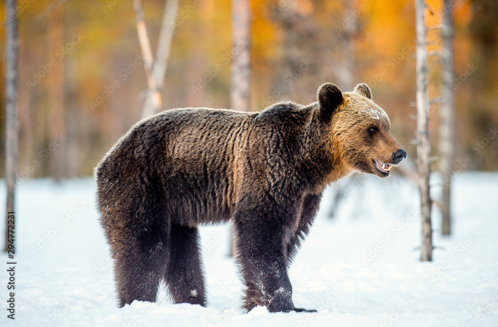 Brown Bear on the snow in spring forest Scientific name:  Ursus arctos.