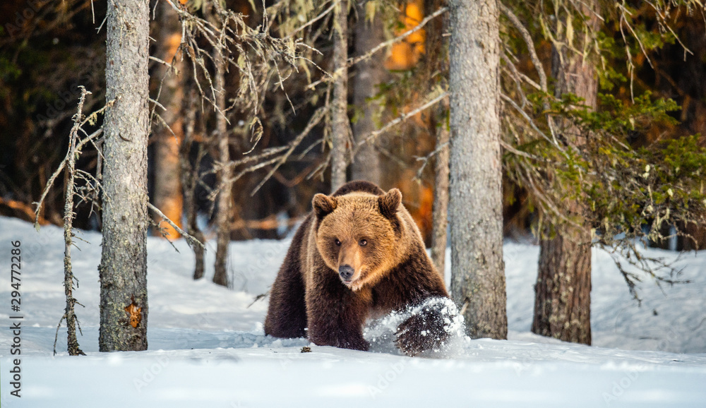 Brown Bear walking on the snow in spring forest at sunset. Front view. Ursus arctos.