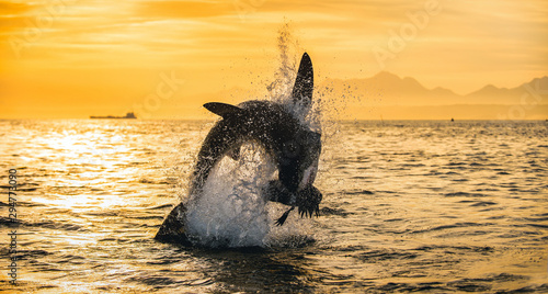 Silhouette of jumping Great White Shark on sunrise sky background. (Carcharodon carcharias). South Africa