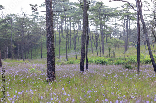 Fototapeta Naklejka Na Ścianę i Meble -  trees and flowers in the forest