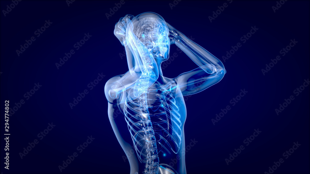 Human and brain xray, human anatomy, 3D Illustration Human and brain xray, human anatomy, 3D Illustration