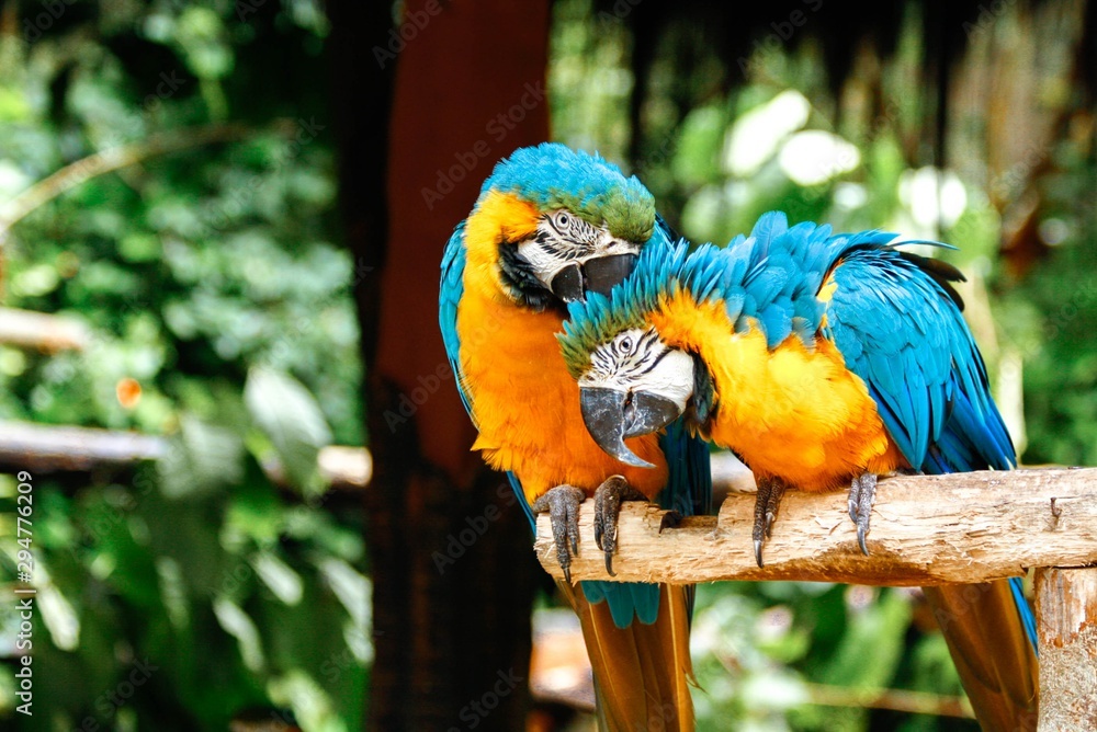 Obraz premium Blue and Golden Macaw