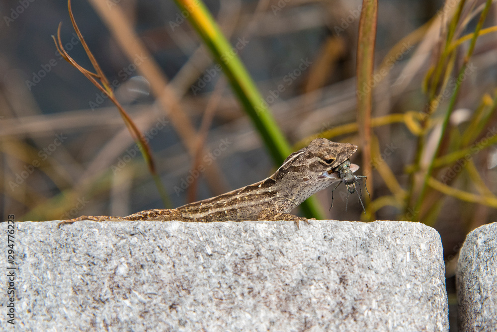 Closeup of a Lizard with Prey in his Mouth at the Swamps of the Everglades, Florida, USA Closeup of a Lizard with Prey in his Mouth at the Swamps of the Everglades, Florida, USA