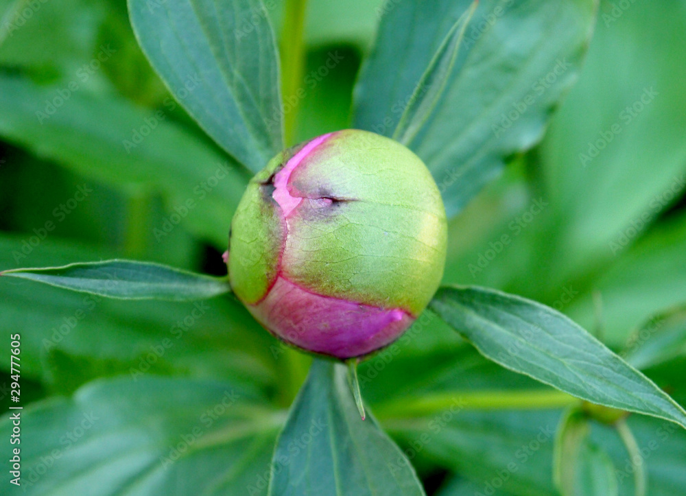 Peony bud on a green background. Peony bud on a green background.
