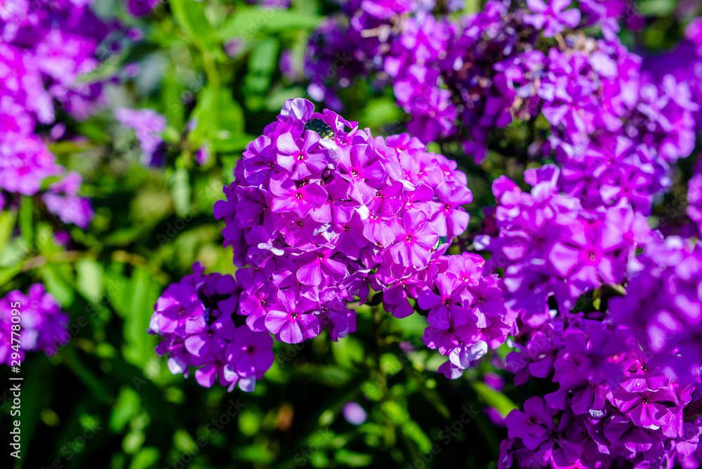 Phlox paniculata is growing in the country garden Phlox paniculata is growing in the country garden