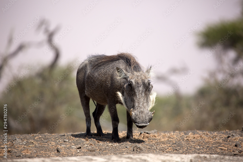 The Common Warthog (phacochoerus africanus) is a wild member of the pig family found in grassland, savanna, and woodland in sub-Saharan Africa. The Common Warthog (phacochoerus africanus) is a wild member of the pig family found in grassland, savanna, and woodland in sub-Saharan Africa.