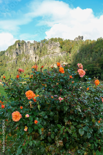 Roses In The Focus With Rocks Background photo