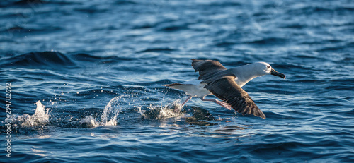 Atlantic yellow-nosed albatross takes off, running on the water. Scientific name: Thalassarche chlororhynchos. Cape Point. South Africa.