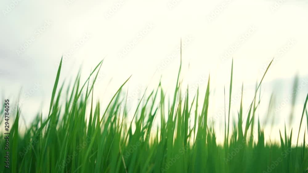 green grass waving with horizon