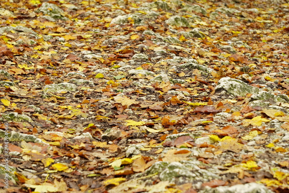 fallen colorful leaves on the path of cobblestones, warm and bri fallen colorful leaves on the path of cobblestones, warm and bri