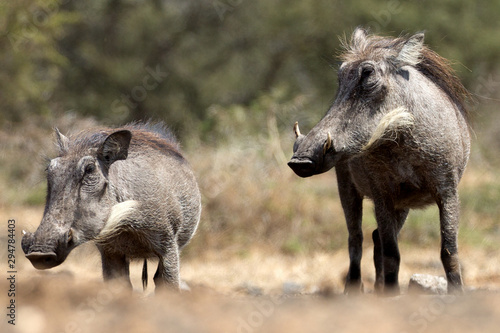 The Common Warthog (phacochoerus africanus) is a wild member of the pig family found in grassland, savanna, and woodland in sub-Saharan Africa.	