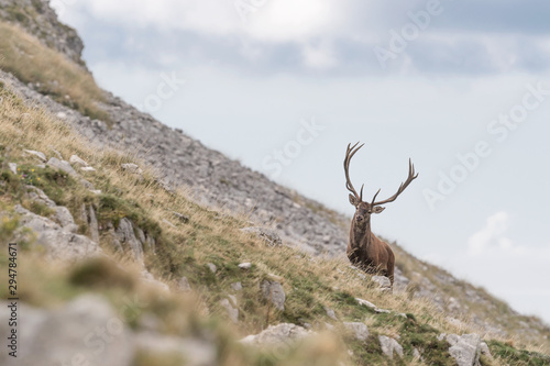 Alps mountains landscape (Red deer)