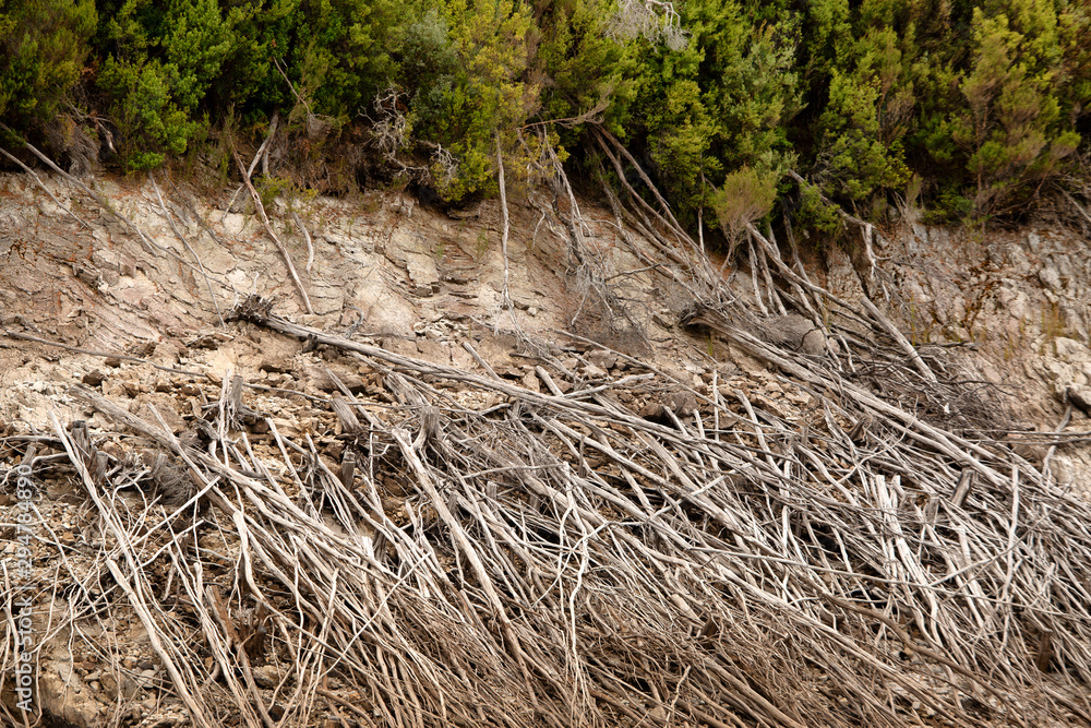Dead trees on the banks of Lake Burbury Dead trees on the banks of Lake Burbury