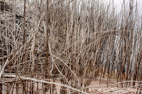 Dead trees on the banks of Lake Burbury photo