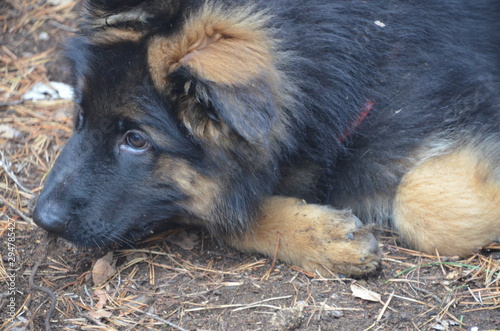 dog