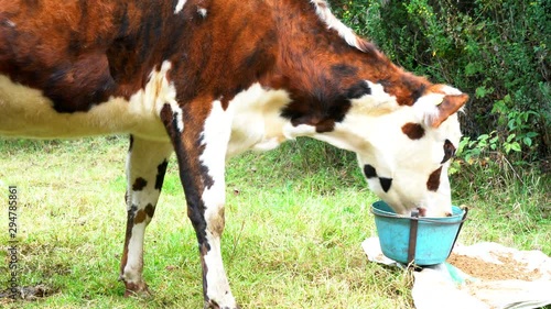 Cows eating grass and resting in nature.