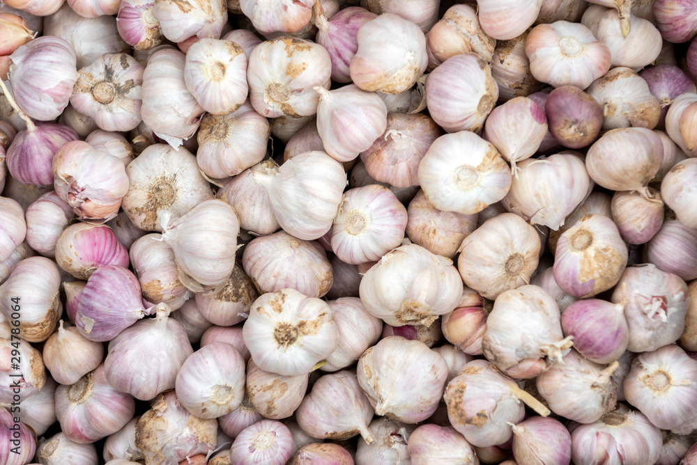 Harvesting garlics. Fresh garlic background. Harvesting garlics. Fresh garlic background.