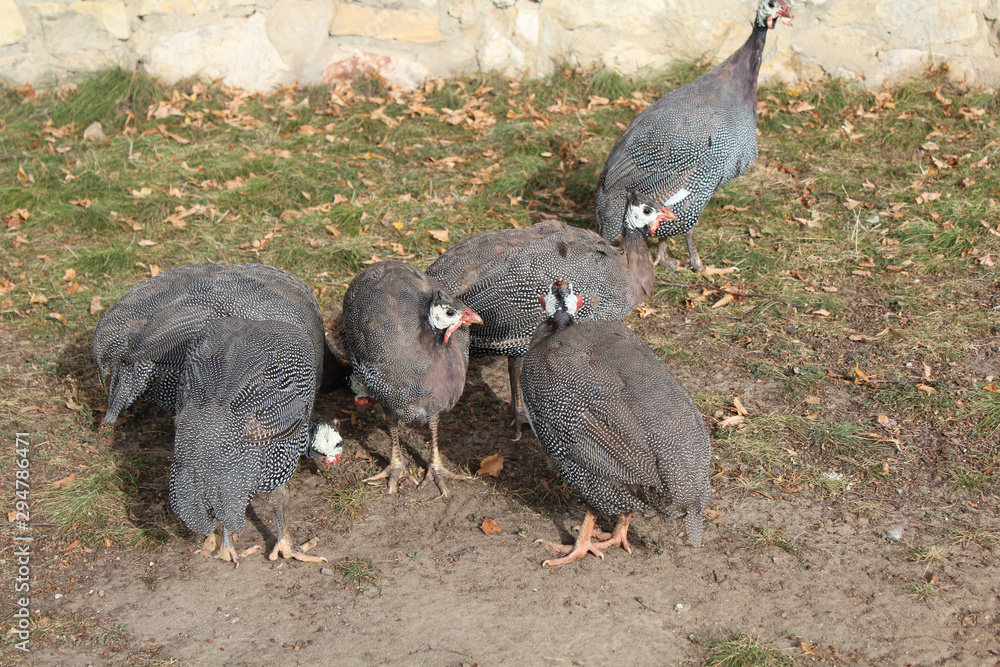 Fototapeta premium Five gray peahens