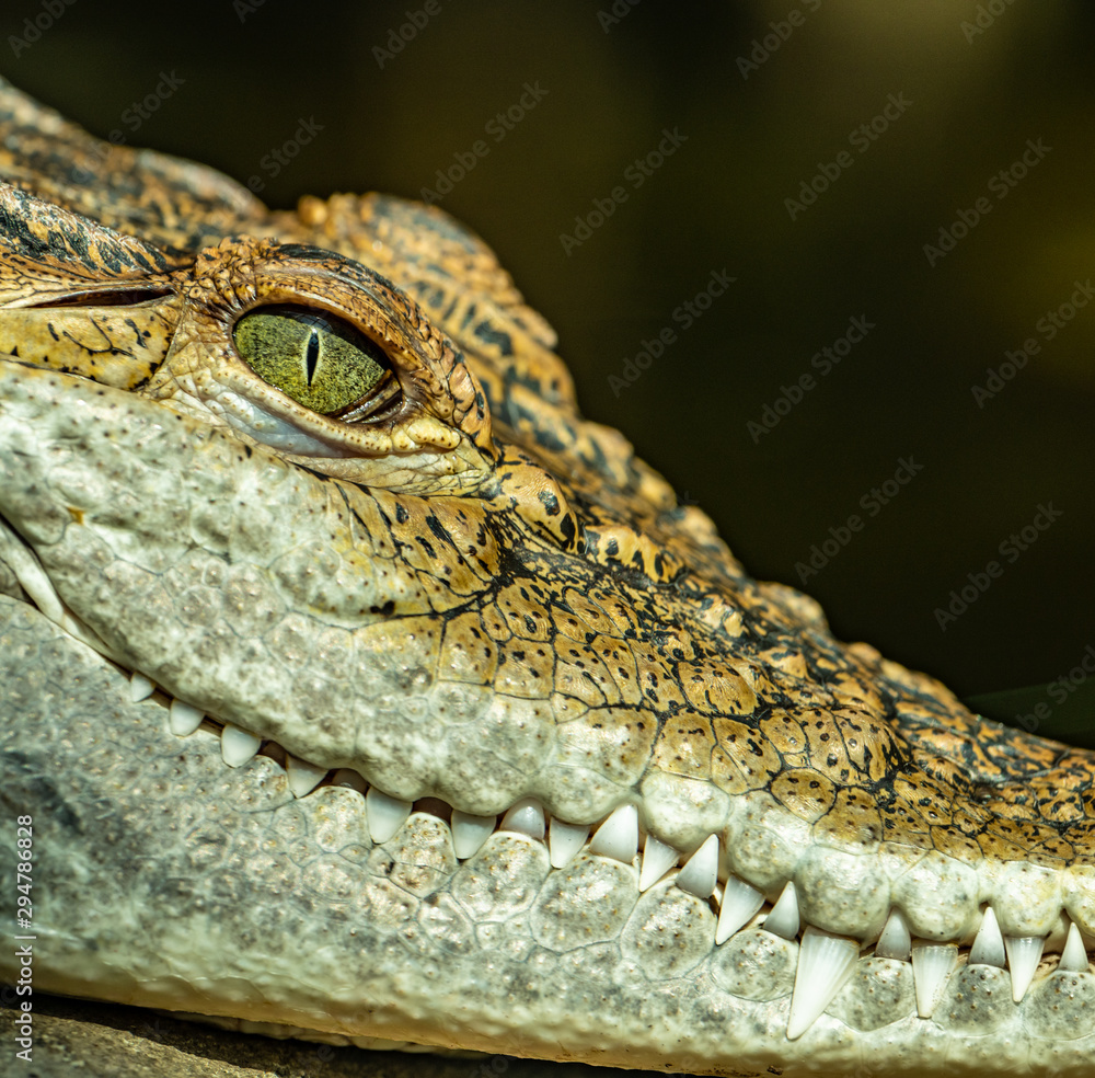 Fototapeta premium detailed portrait of crocodile with eye and teeth