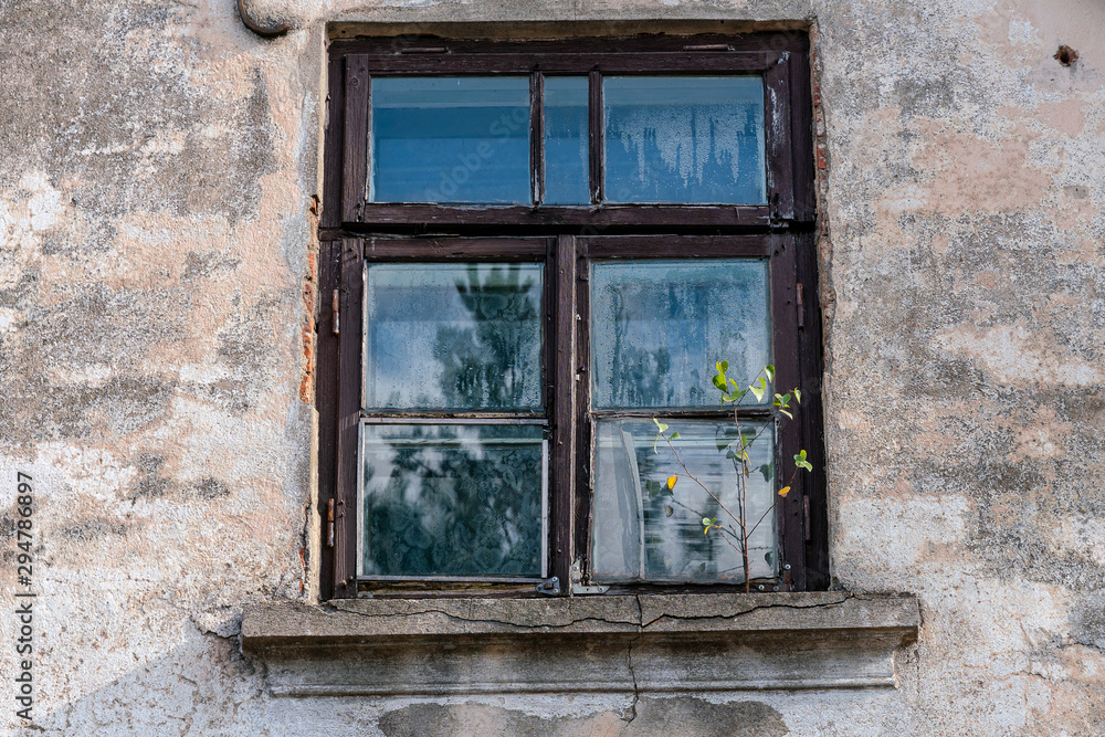 Fototapeta premium A birch tree grows on the windowsill of an old building.