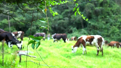 Cows eating grass and resting in nature.