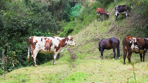 Cows eating grass and resting in nature.
