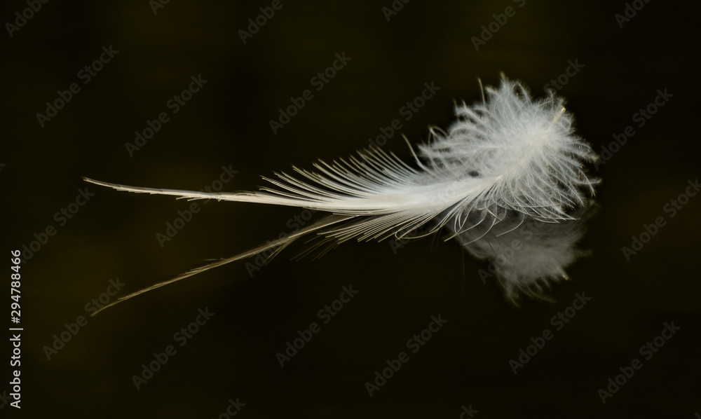 white feather on black water with reflection
