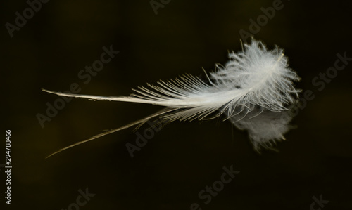 white feather on black water with reflection