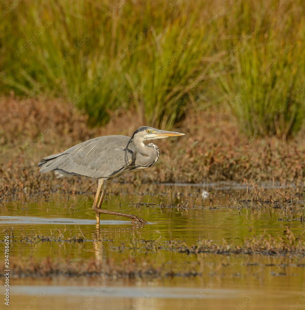 Fototapeta premium great blue heron walking in water